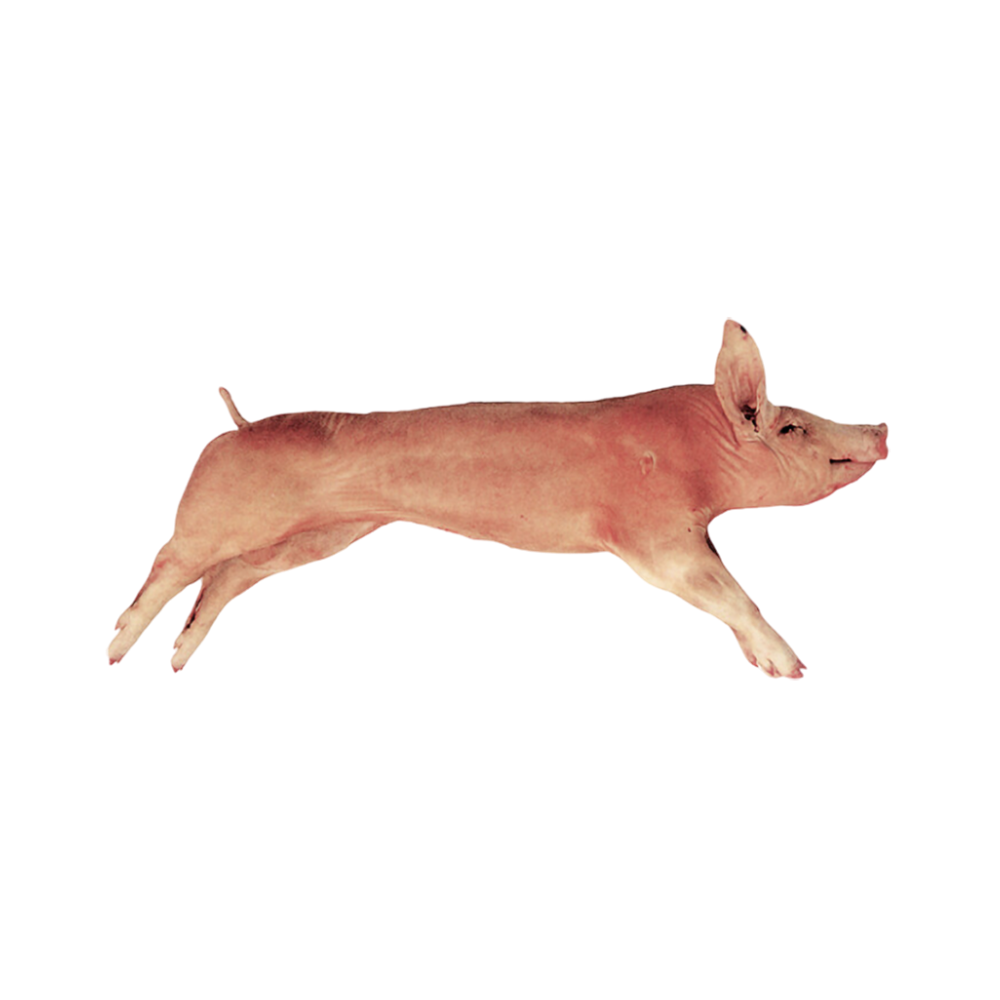 Product Suckling Pig 17-22 kg IVP Image