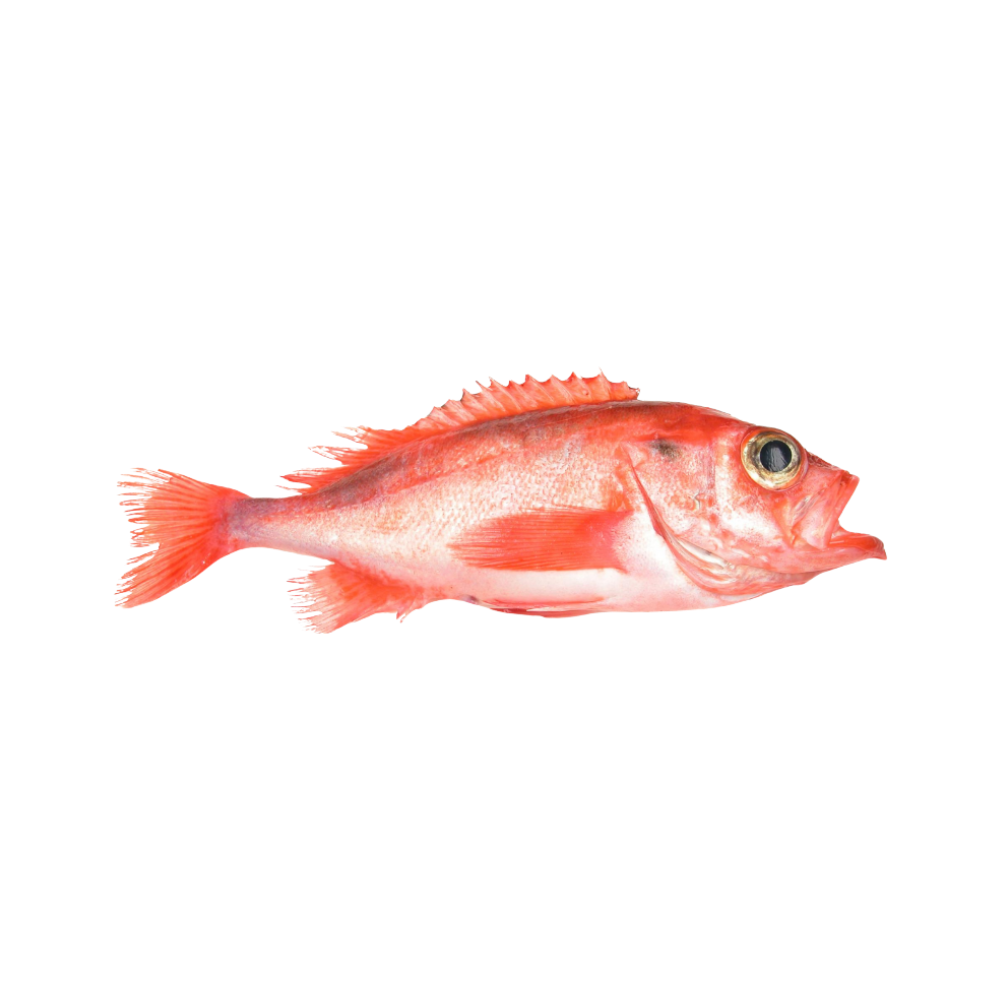Product Redfish 100 g+ 100% NW Whole Block Frozen Image