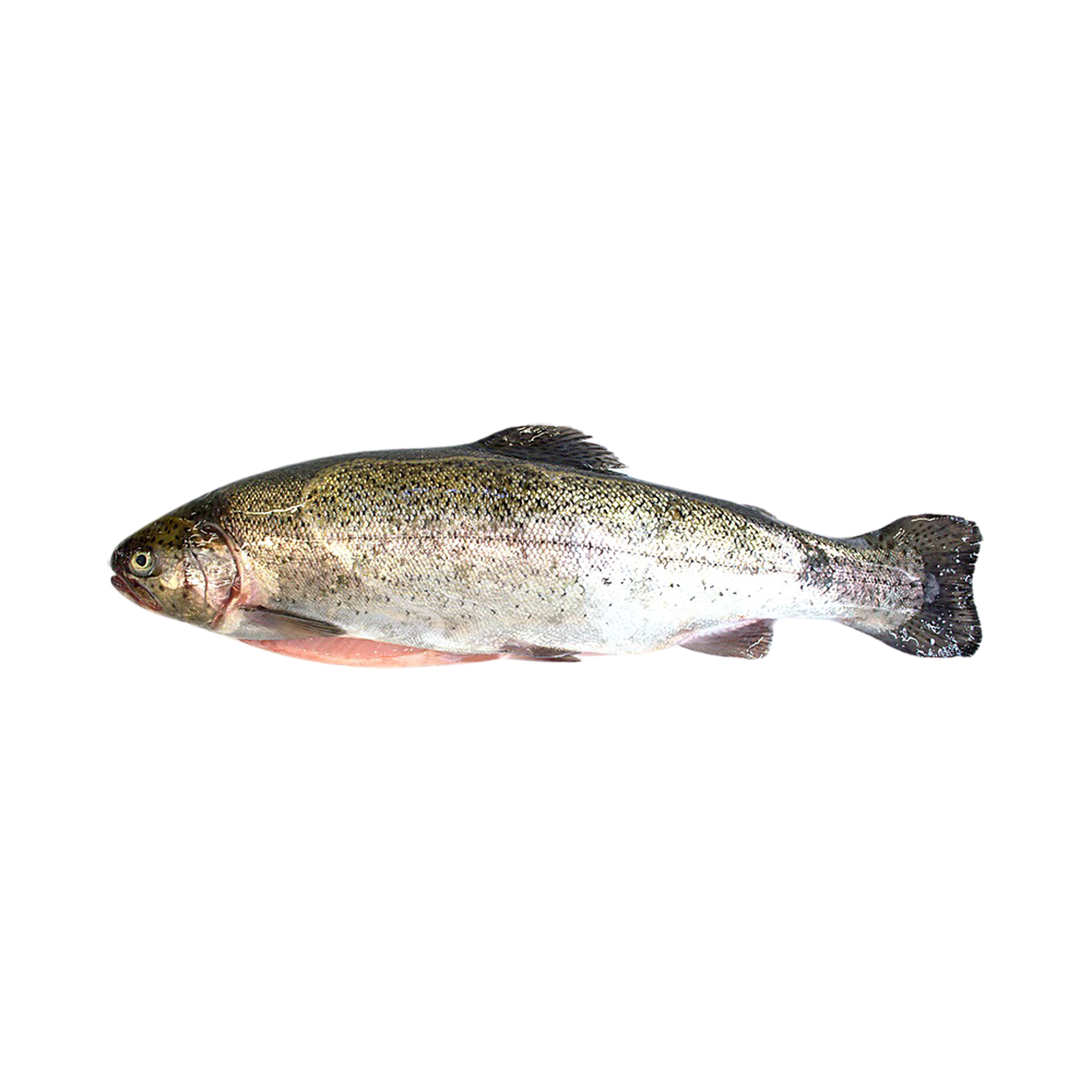 Trout Frozen 250-300 Gram 90% NW Whole 