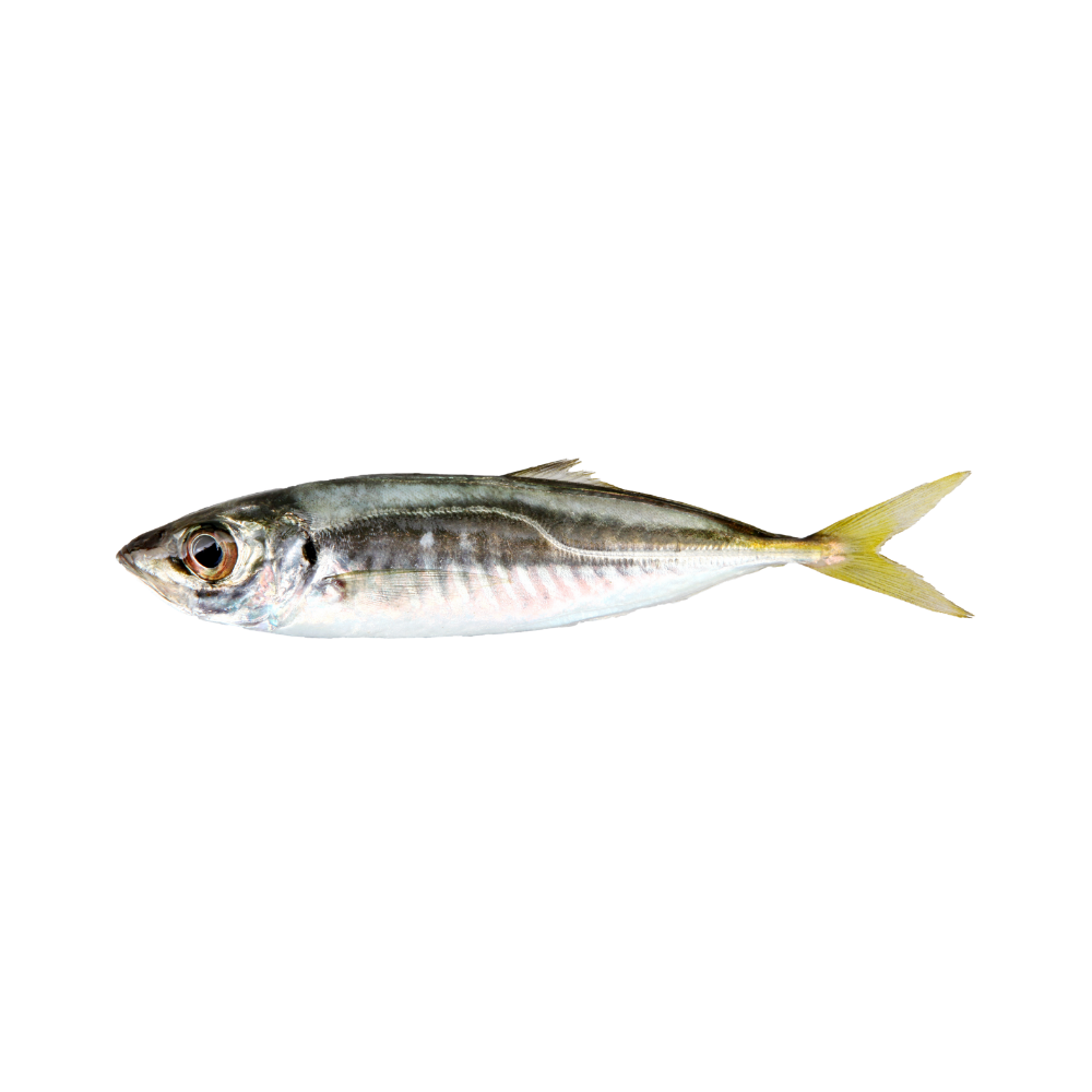 Pacific Horse Mackerel 500-900 g 100% NW Whole Round IQF