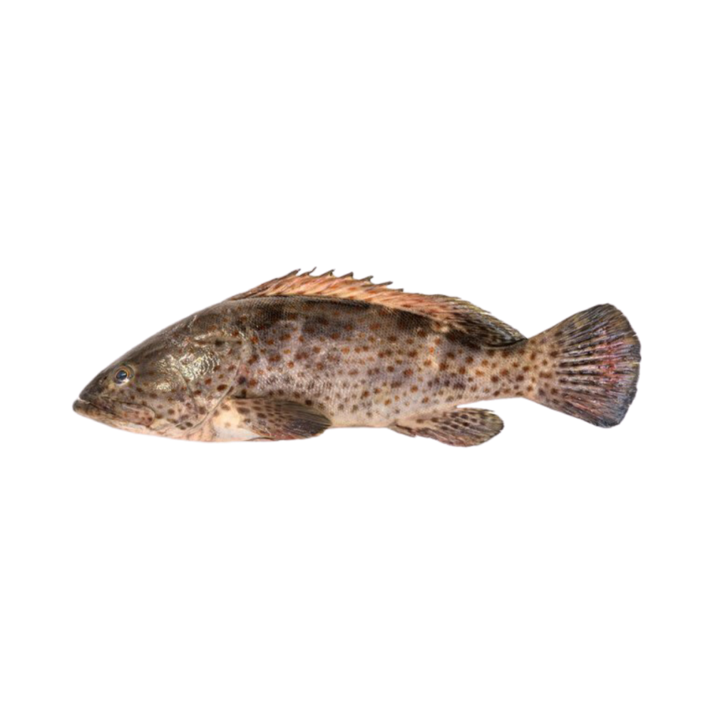 Grouper 300-500 gr 90% NW Whole Round IQF 10 kg