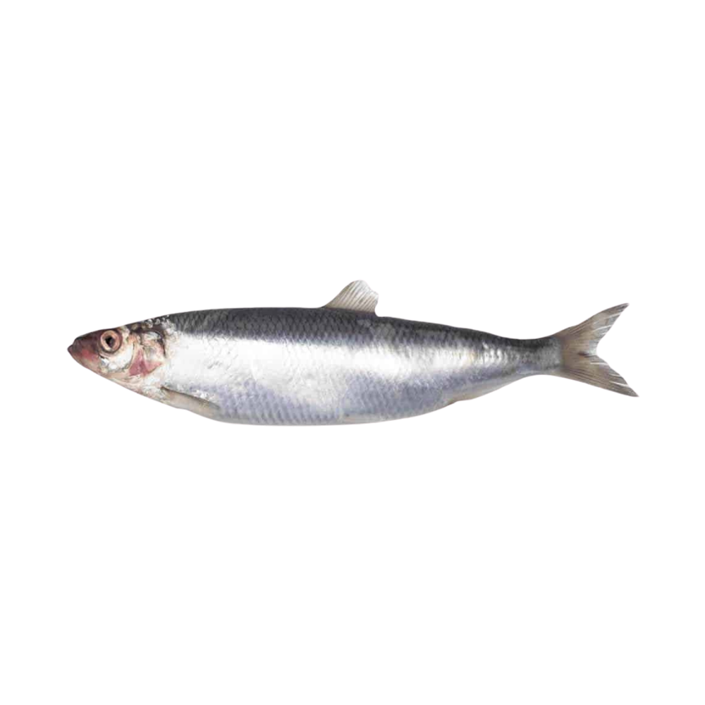 Product Herring 100-150 gr. 100% NW Whole Block Frozen  Image