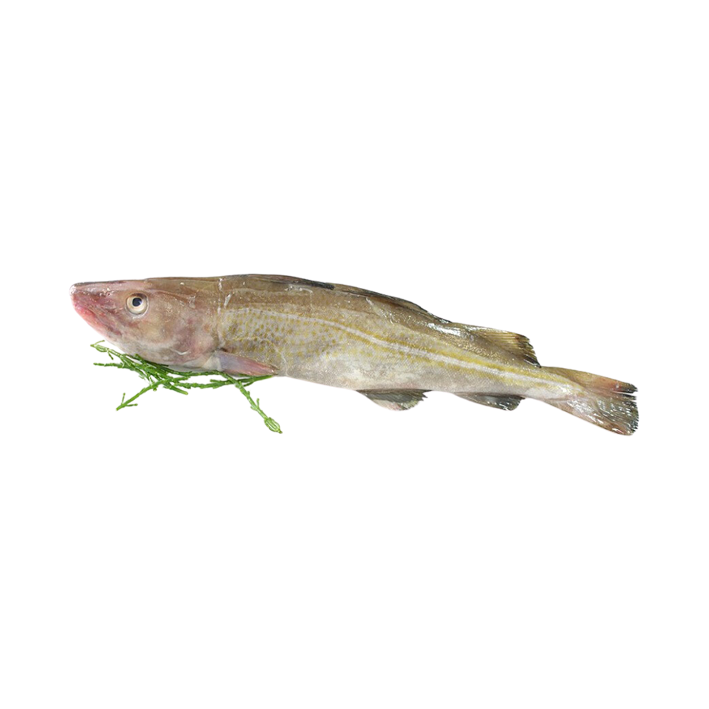 Cod with Head 300-800 Gram 80% NW IQF Whole Gutted 