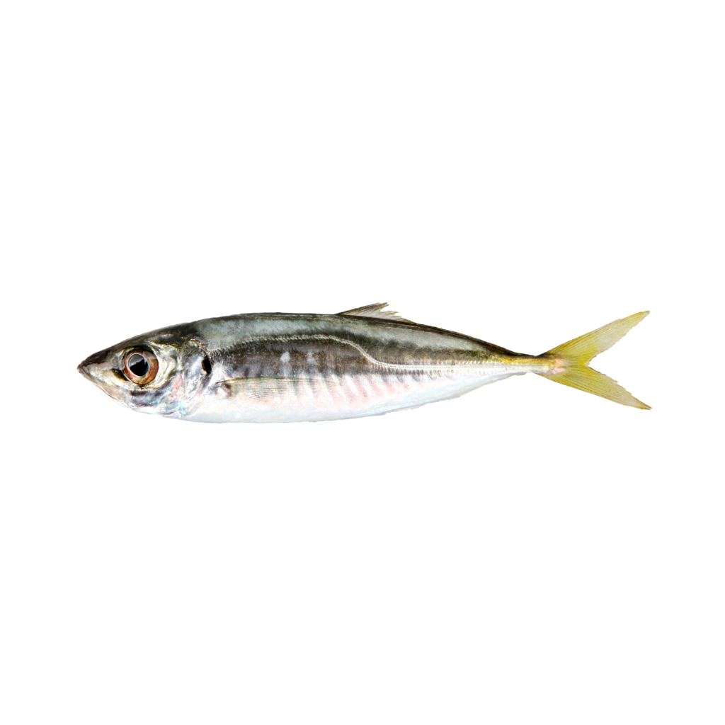 Product Atlantic Horse Mackerel 100-300 gr 80% NW Whole PBI  IQF Image