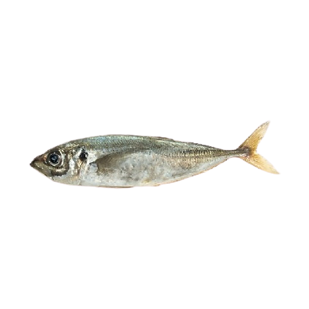 Product Horse Mackerel Frozen 100-300 Gram 100% NW IQF Whole  Image