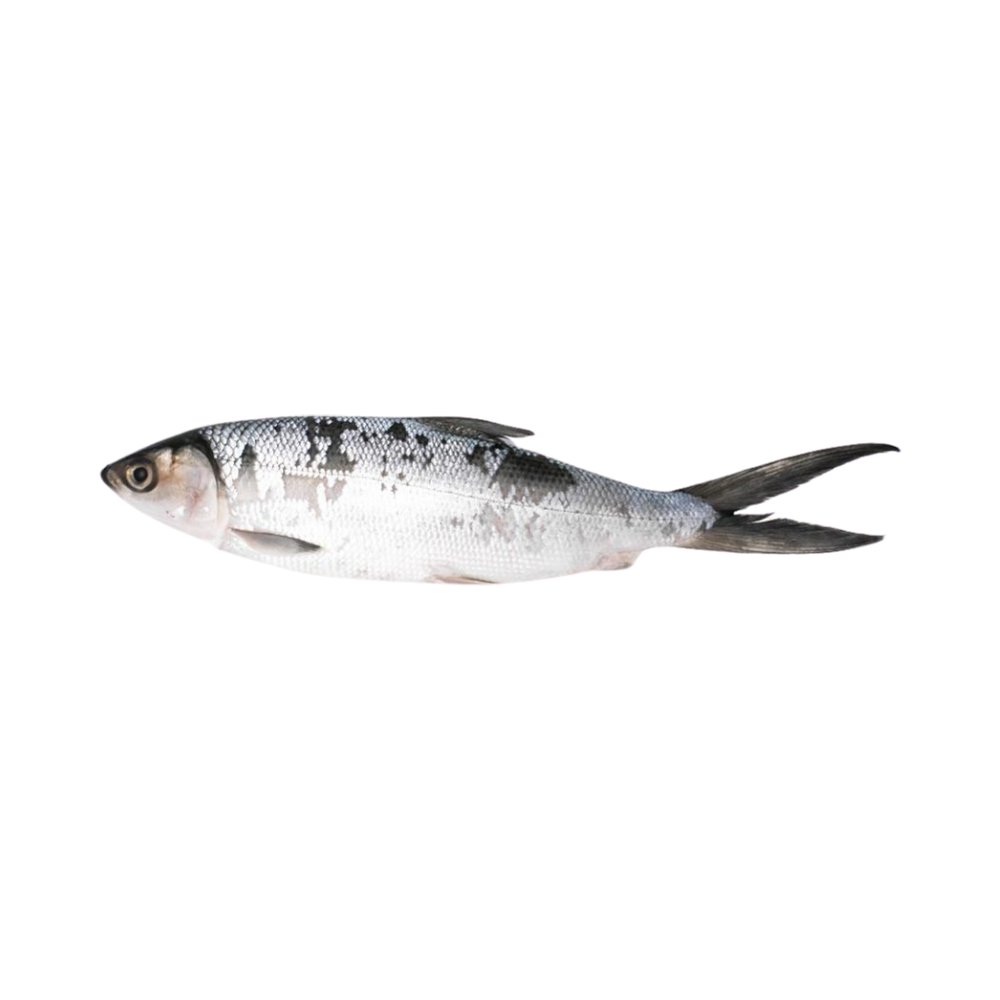 Product Milkfish 300-500 gr  90% NW W/R  IQF  Image