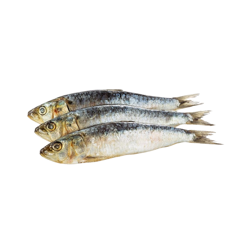 Product Sardines 100% NW Whole Block Frozen Image