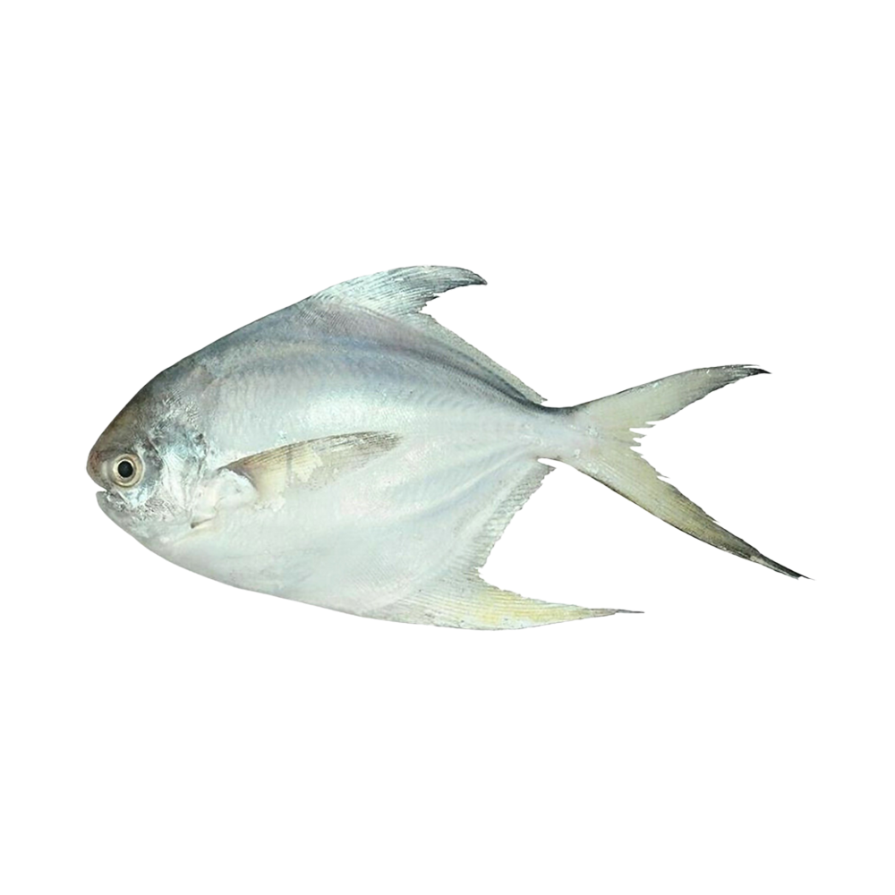 Silver Pomfret 80-100 gr. 80% NW Whole Round IQF 