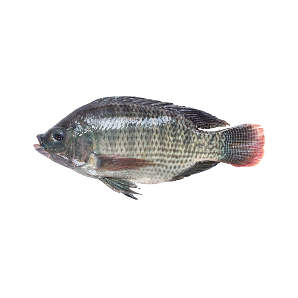 Product Tilapia 300-500 gr 80% NW Whole Gutted & Scaled IQF Image