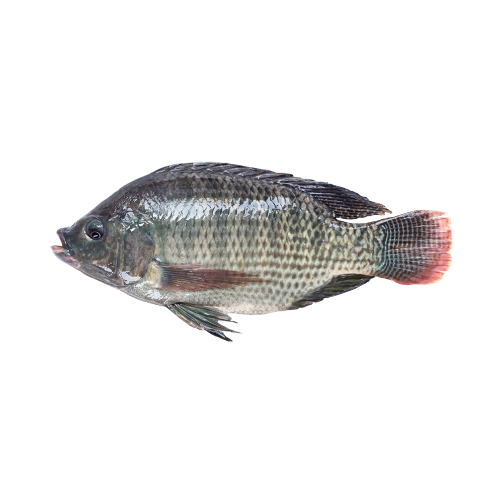 Product Tilapia 300-500 gr 80% NW Gutted & Scaled IWP Whole IQF  Image