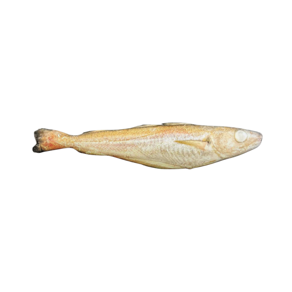 Whiting Frozen 100-300 Gram 80% NW IQF Whole