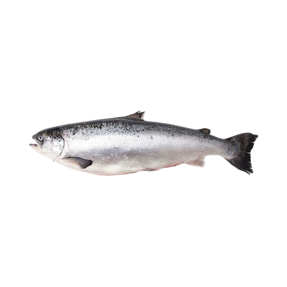 Product Salmon with Head Frozen 3-4 kg 100% NW Whole Gutted  Image