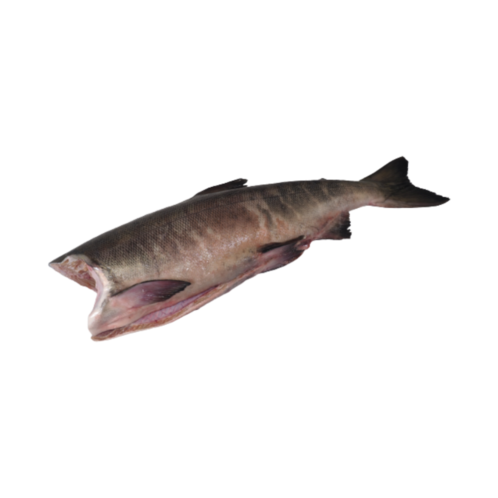 Chum Salmon 4/6 Lbs 95% NW MSC Head-Off  Gutted IQF