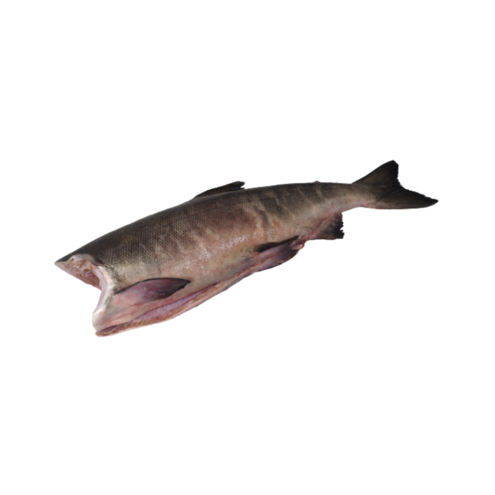 Product Chum Salmon 4-6 Lbs 90% NW MSC Head-Off  Gutted  IQF Image