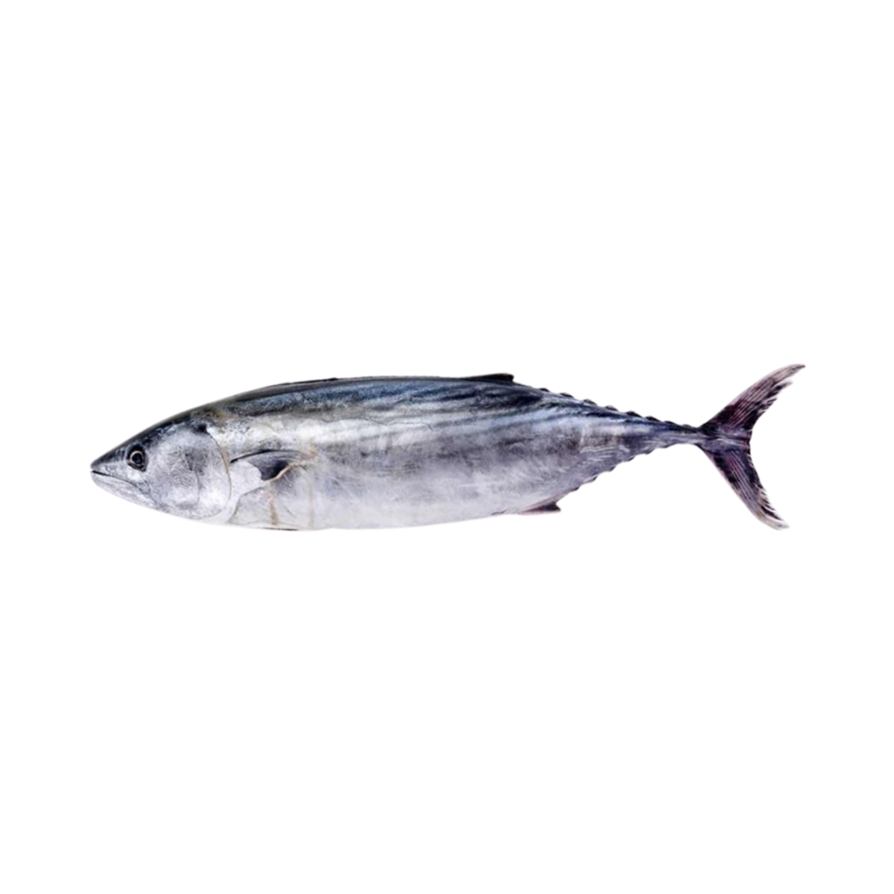 Skipjack Tuna Frozen Skipjack W/R 1-4kg 95% 20 kg