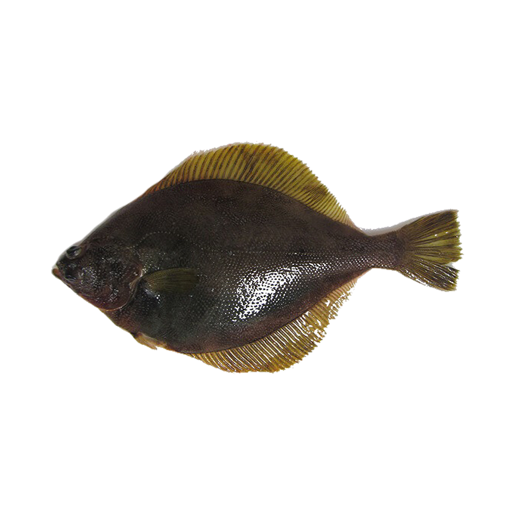 Product European Flounder Frozen 80% NW Whole Round Bulk Uncalibrated 10kg Image
