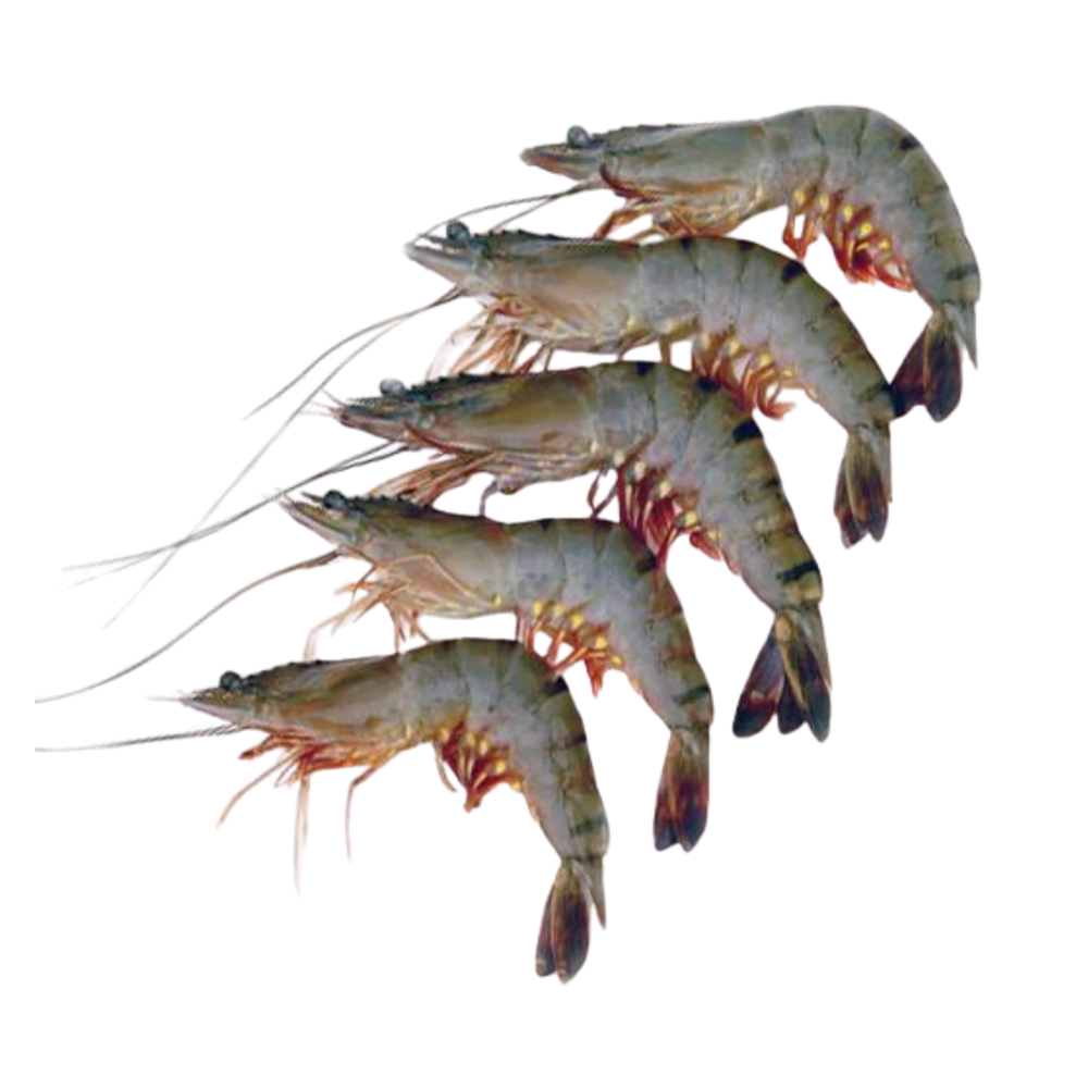 Product Shrimps Black Tiger 21-30 75% NW Head On Shell On Raw Semi IQF 1kg Image