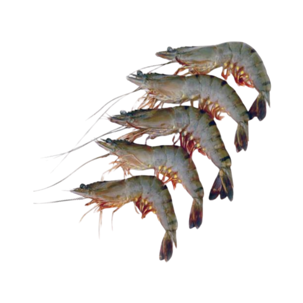 Product Shrimps Black Tiger 31-40 70% NW Head On Shell On IQF Image