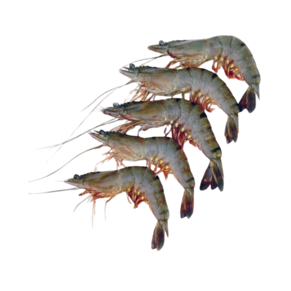 Product Shrimps Black Tiger 21-30 75% NW Head On Shell On Semi IQF Image