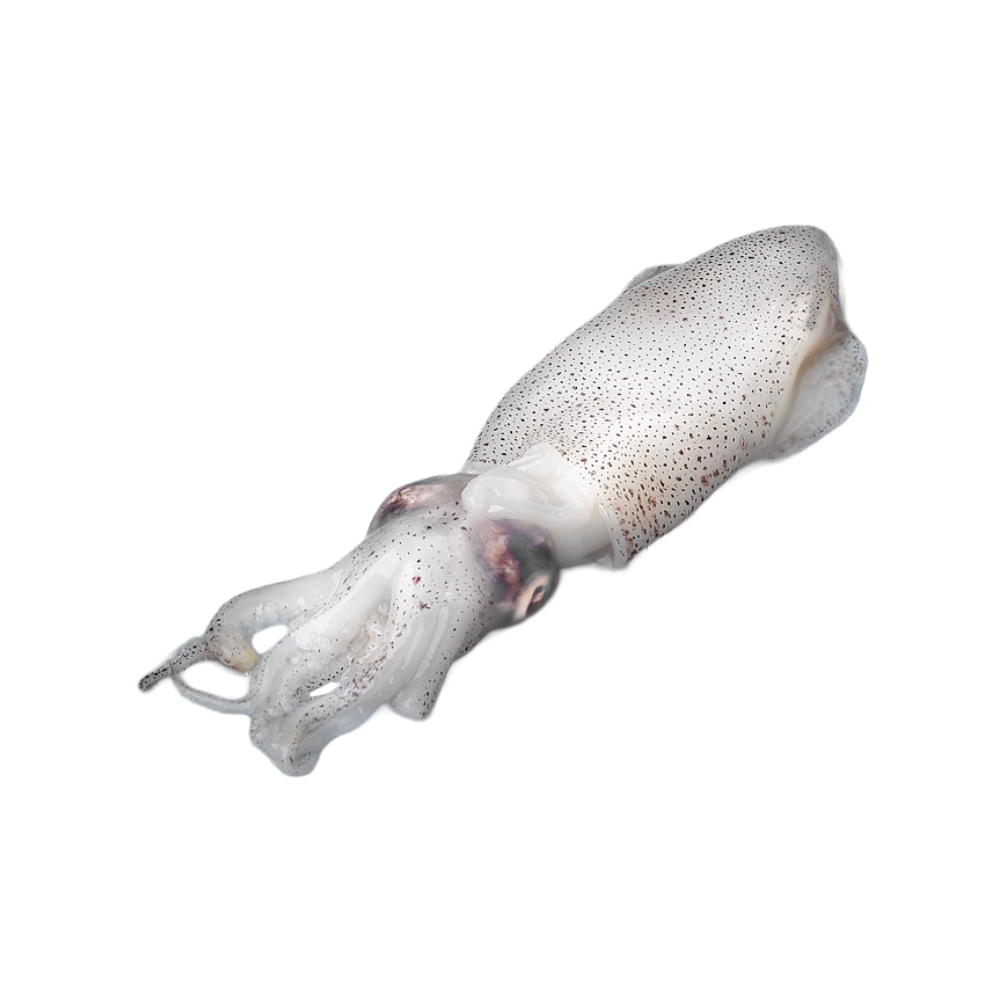 Product Squid Baby 80/Up 90% NW Whole Uncleaned Block Frozen Image